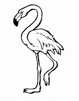Flamingo Coloring Pages Drawing Clipart Outline Flamingos Cartoon Easy Template Printable Color Cute Simple Bird Print Colouring Kids Drawings Animal sketch template