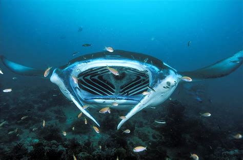 real monstrosities manta ray