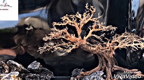 hướng dẫn làm lũa bonsai cho bể thuỷ sinh Độc ĐẸp bonsai