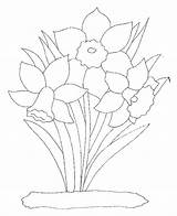 Jonquille Jonquilles Coloriages sketch template