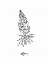 Lupine Drawing Flower Irina Sztukowski Botanical 6th Uploaded June Which sketch template