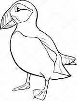Puffin Coloring Pages Cartoon Bird Colouring Atlantic Rock Vector Clipart Printable Illustration Book Drawings Stock Successful Color Getcolorings Print Getdrawings sketch template