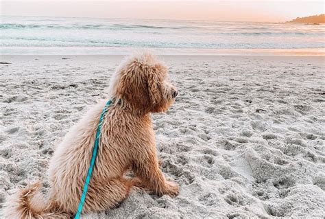 dog friendly beaches    pup  cool   summer