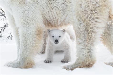 do polar bears have white fur