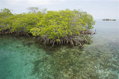 red mangrove trees on an offshore photograph by tim laman