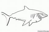 Colorare Squalo Disegni Shark Coloring Nemo Requin Hai Tiburones Tubarão Buscando Squali Bambini Dibujos Tiburón Colorkid Findet Ricerca Dori Dory sketch template