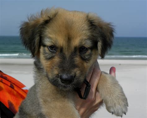 filemixed breed puppyjpg wikimedia commons