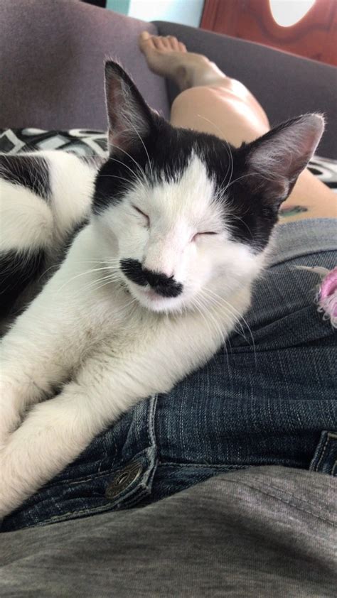 alberto the cat has a perfect poirot style moustache metro news
