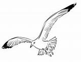 Coloring Seagull Flying Seagulls Pages Printable Supercoloring sketch template