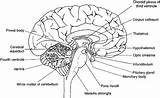 Fetal Psychology Neuron 99worksheets Unlabled sketch template