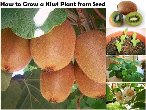 grow  kiwi plant  seed httpwwwdiyideasandcraftscom
