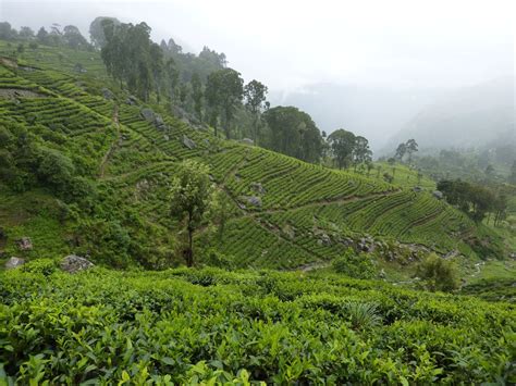 tea plantations  sri lanka    tea factory tours