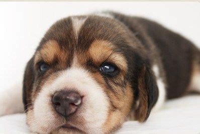 teacup beagle puppy  dog home beagle puppy puppies beagle