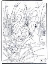 Coloring Schwan Cisne Swan Zwaan Elfjes Cygne Elfen Dibujos Cigno Swans Kleurplaten Cisnes Colorare Fadinha Kleurplaat Ausmalbild Elfes Duendes Fugler sketch template