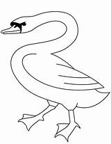 Cisne Caminando Swan Cisnes sketch template