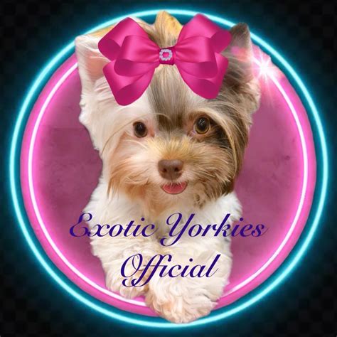 Exotic Yorkies Officiai