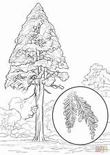 Coloring Redwood Sequoia California Drawing Pages Sempervirens Forest Printable Designlooter Getdrawings 54kb 1020 1440px sketch template