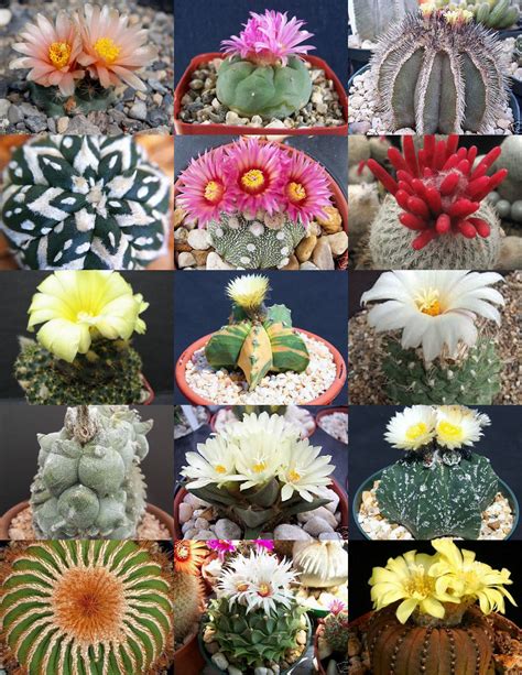 rare cactus mix rare plant exotic cacti flowering desert succulent seed