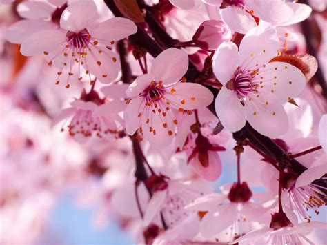 uclan plant design assignment  pinterest cherry blossoms cherry