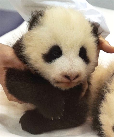 Giant Panda Twin Cubs Named In Japan[2] Cn