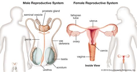 Diagrams Of Female Reproductive System