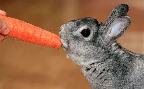 carrots are bad for rabbits rspca says