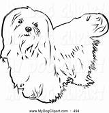 Coloring Maltese Dog Upwards Looking Background Haired Clip Long Rey David sketch template