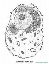Cell Animal Worksheet Biology Anatomy Coloring Sheet Subject sketch template