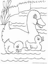 Ducklings Ducks Kinderart sketch template