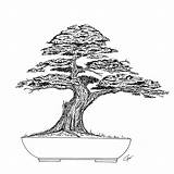 Bonsai Drawing Tree Drawings Getdrawings sketch template
