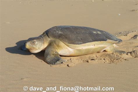 flatback turtle  tracks beachcombers education kit