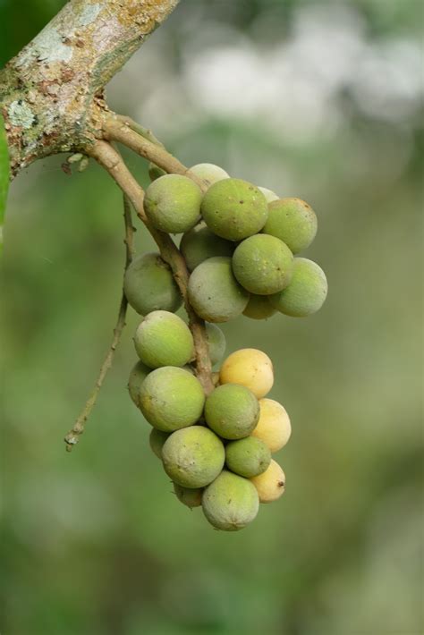 trai bon bon miet vuon  de thuong