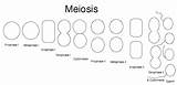 Meiosis Mitosis Diagram Blank Steps Worksheet Answers Stages Worksheeto Drawing Via sketch template