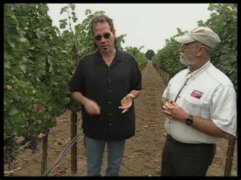 grow  vineyard helens photo video blog