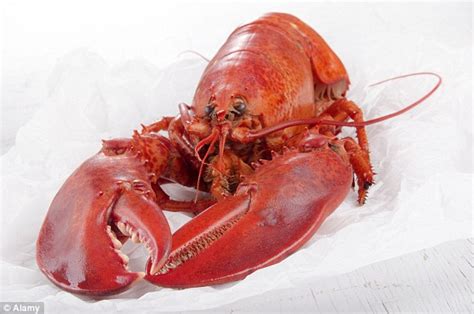 Canadian Lobsters Discovered Off Coast Of Yorkshire And Experts Blame