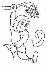 Singe Coloriage Animaux Affe Coloriages Getdrawings Herunterladen Coloringhome Coloring Clipartsco sketch template