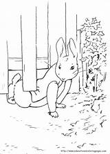Peter Rabbit Pages Coloring Printable Colouring Beatrix Potter Preschool Kids sketch template