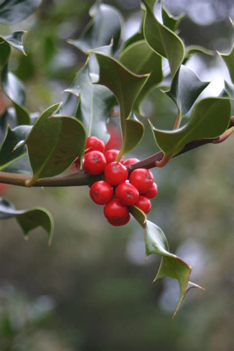 holly  photo  freeimages