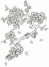 Blossom Cherry Coloring Tree Drawing Flower Japanese Flowers Pages Tattoo Blossoms Drawings Trees Sketch Outline Printable Step Sketches Tattoos Color sketch template