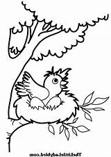 Nest Coloring Bird Pages Robin Drawing Jump Color Clipart Want Cartoon Baby Kids Getdrawings Printable Print Place Nests Pdf Library sketch template