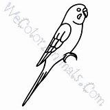 Budgie Coloring Pages Click sketch template