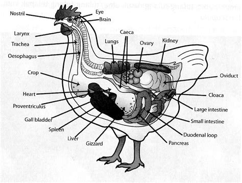 organ tubuh ayam