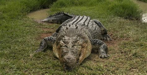 crocodiles  making  comeback  florida