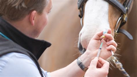 vaccineren paardenpraktijk ridderkerk