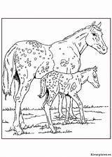 Paarden Kleurplaten Kleurplaat Coloriage Volwassenen Wilde Mandala Veulen Veulens Chevaux Ponys Kleurboek Paard Kleuren Downloaden Uitprinten Tack Donkeys Poney sketch template