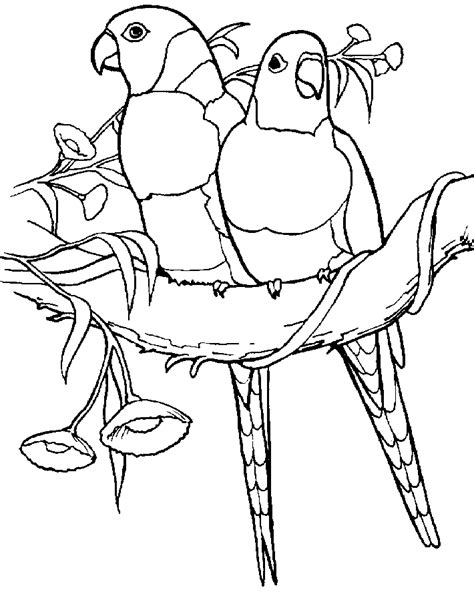 parrot coloring page  print coloring home
