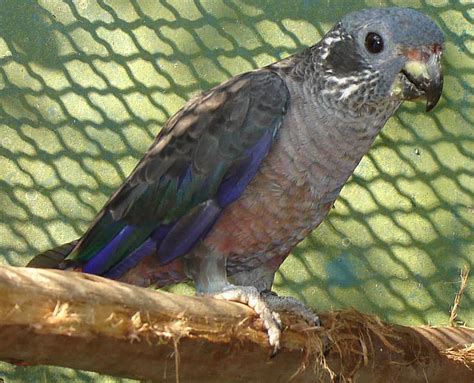 dusky pionus parrot full profile history  care