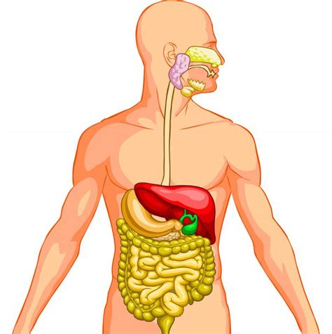 types  gastrointestinal disease