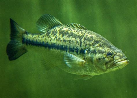 determining the sex of black bass california outdoors q and a