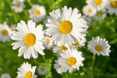 daisy symbolism  meaning   daisy flowers represent